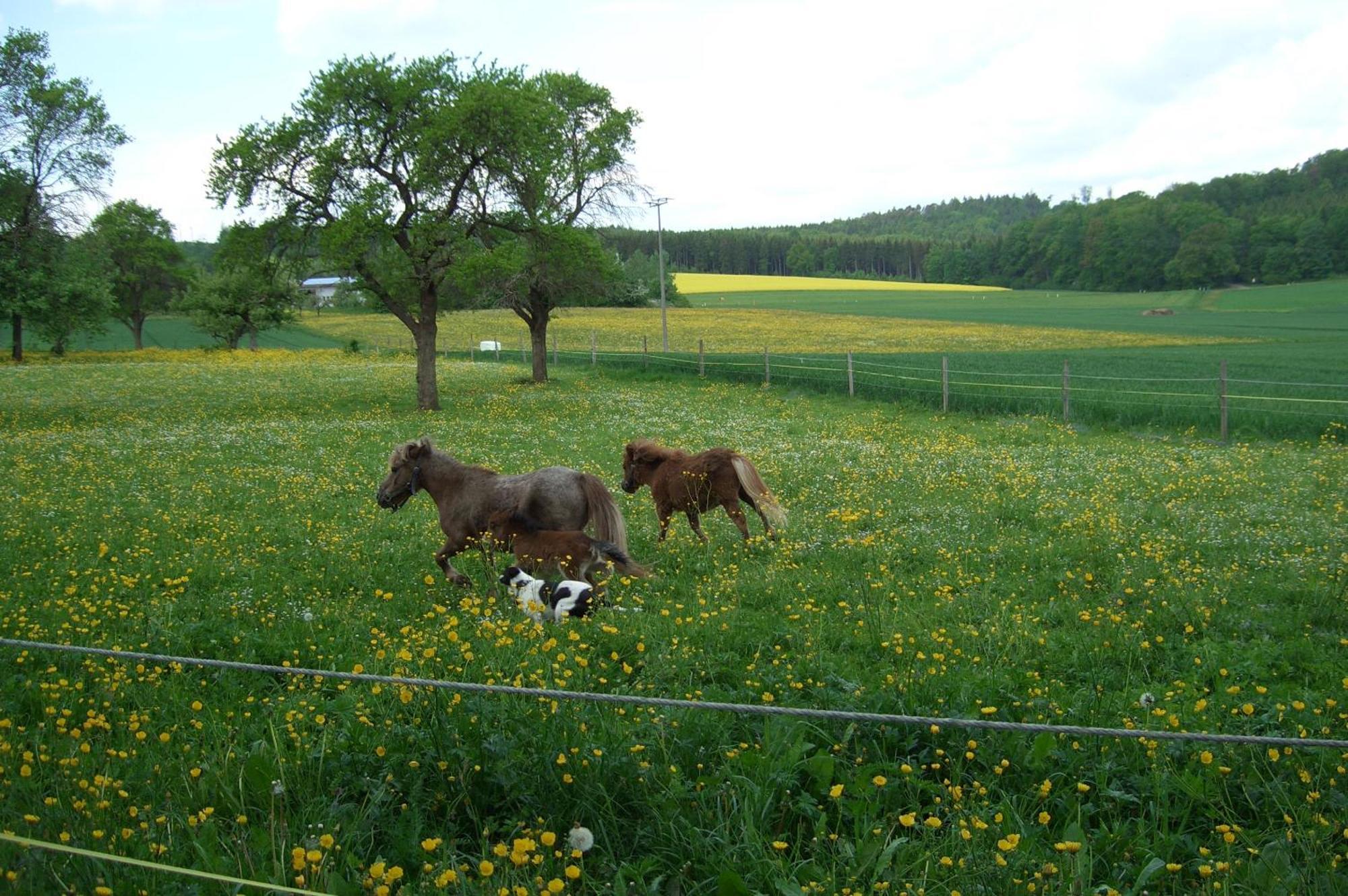 Landhotel Osswald Kirchheim am Ries Zewnętrze zdjęcie